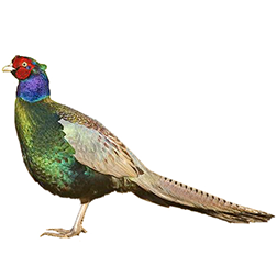 Green Pheasant